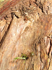 Theridion zantholabio