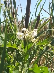 Solanum bonariense