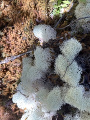 Cladonia confusa