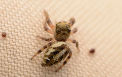 Pelegrina pervaga
