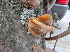 Hymenochaetaceae