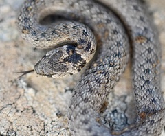 Macroprotodon brevis