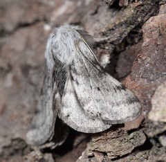 Lycia florentina