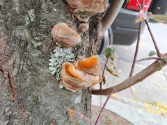 Hymenochaetaceae