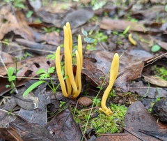 Clavulinopsis