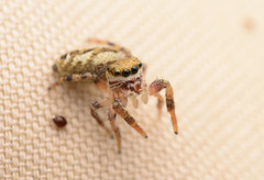Pelegrina pervaga