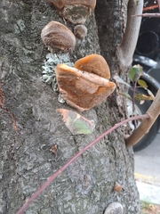 Hymenochaetaceae