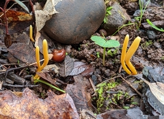 Clavulinopsis