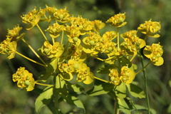 Euphorbia