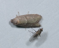 Tortricodes alternella