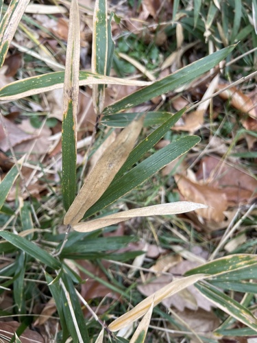 Pleioblastus variegatus, photograph 4