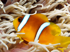 Amphiprion bicinctus
