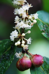 Casearia sylvestris