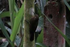 Dendrocincla fuliginosa