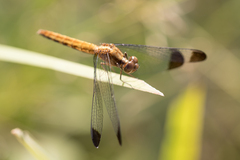Erythrodiplax atroterminata