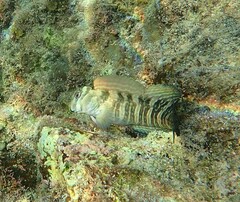 Blenniiformes