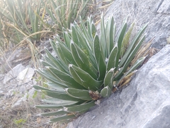 Agave victoriae-reginae