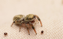 Pelegrina pervaga
