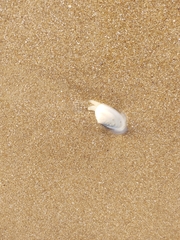 Amarilladesma mactroides