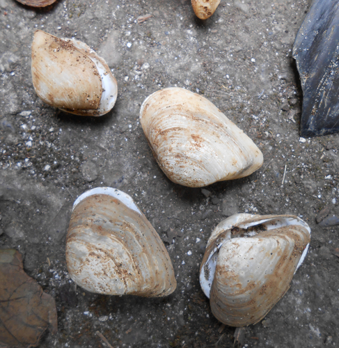 Erodona mactroides