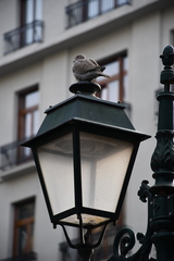 Streptopelia decaocto