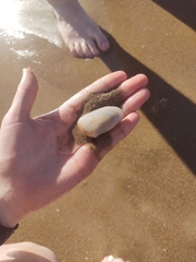 Amarilladesma mactroides