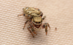 Pelegrina pervaga