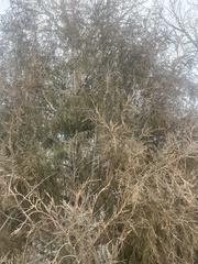 Juniperus scopulorum