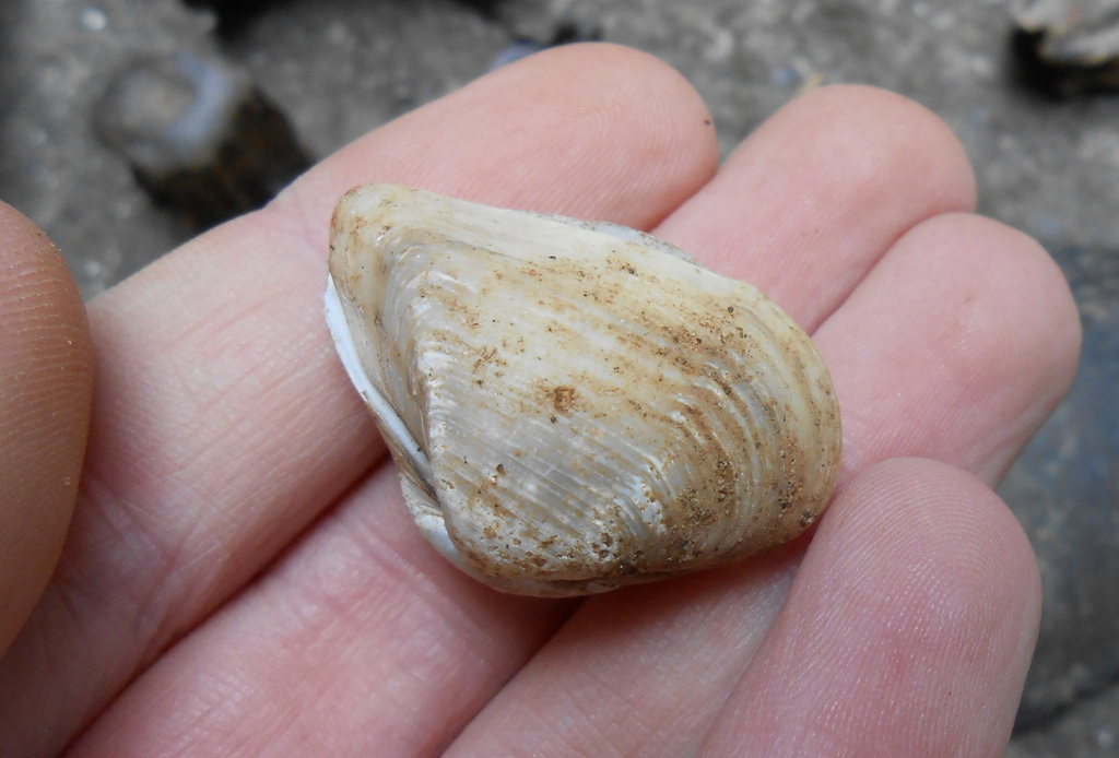 Erodona mactroides