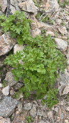 Perityle emoryi