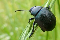 Timarcha goettingensis
