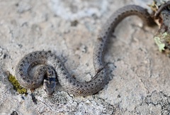 Macroprotodon brevis