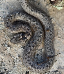 Macroprotodon brevis