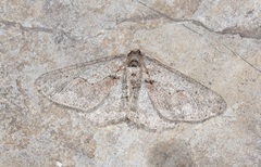 Agriopis bajaria