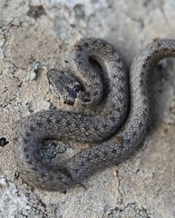 Macroprotodon brevis