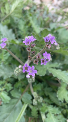 Phacelia crenulata