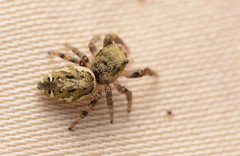 Pelegrina pervaga