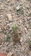 Cylindropuntia bigelovii