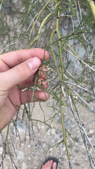 Parkinsonia microphylla