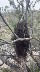 Phoradendron californicum