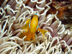 Amphiprion bicinctus