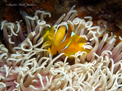 Amphiprion bicinctus