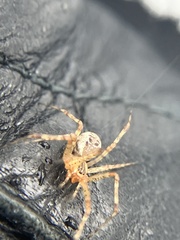 Pityohyphantes