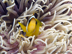 Amphiprion bicinctus