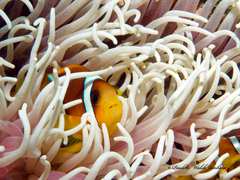 Amphiprion bicinctus