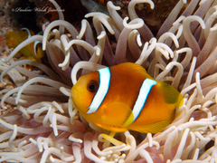 Amphiprion bicinctus