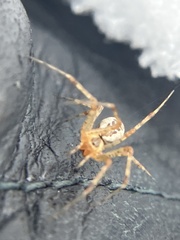 Pityohyphantes
