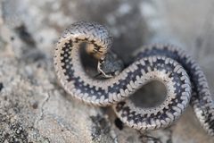 Macroprotodon brevis
