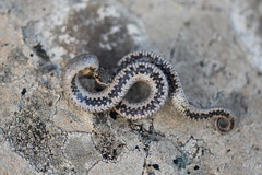 Macroprotodon brevis