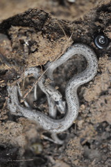 Macroprotodon brevis